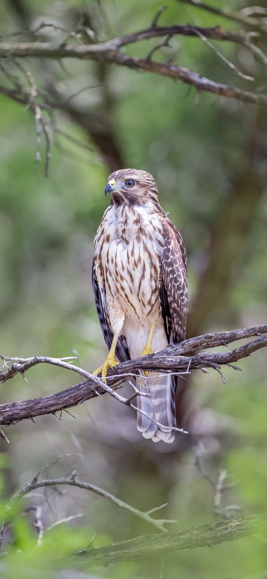 buzzard, bird, branch, blur