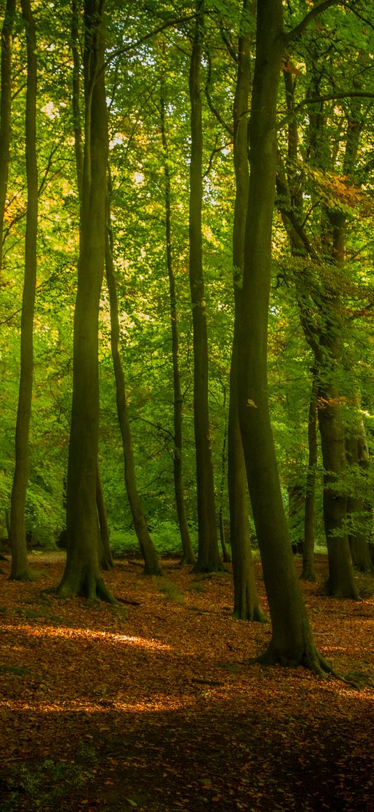 trees, forest, leaves, sunshine