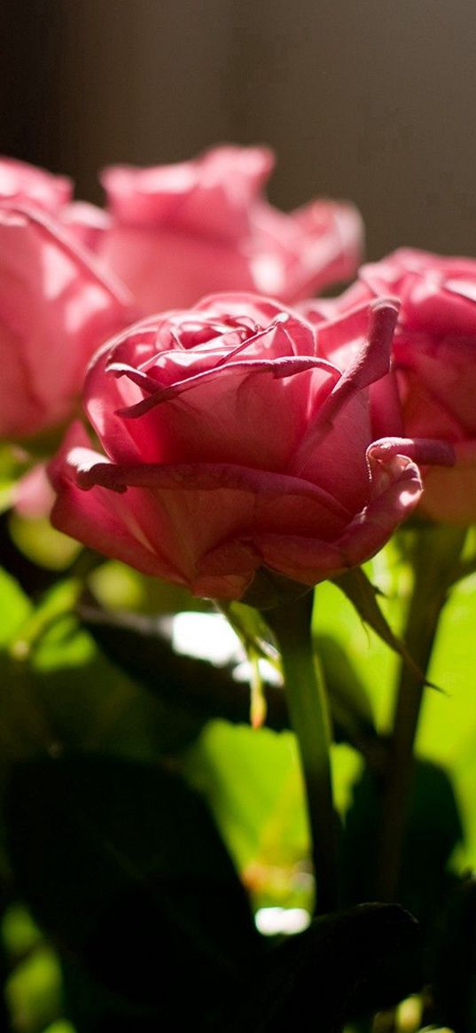 rose, pink, bouquet, light, leaves