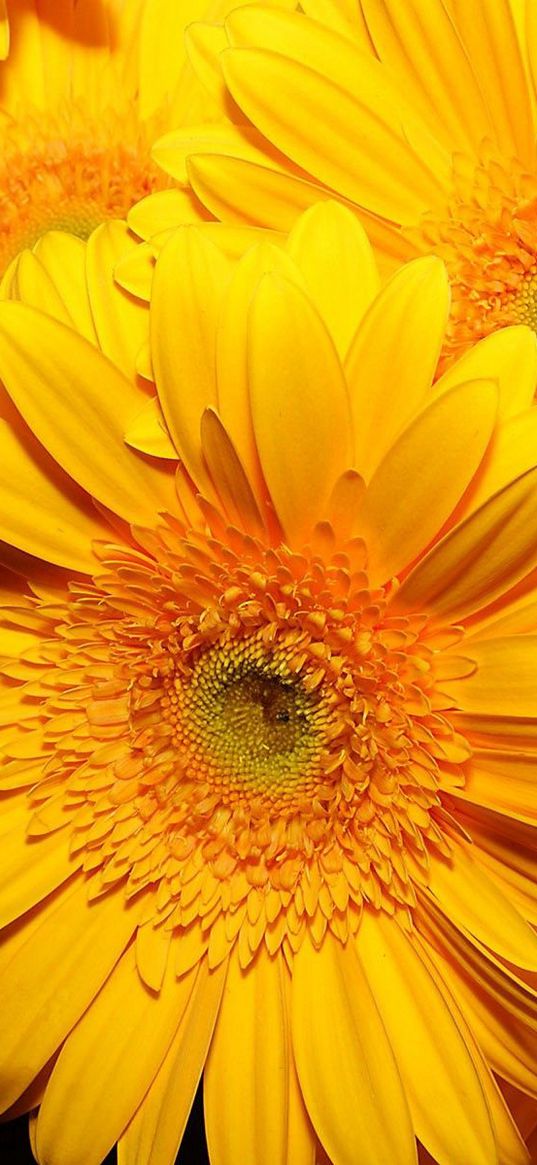 flowers, yellow, bright, bouquet