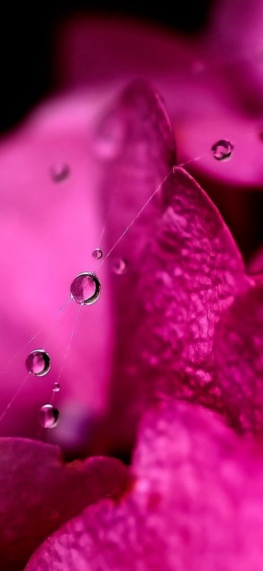 flower, petals, pink, drop, web