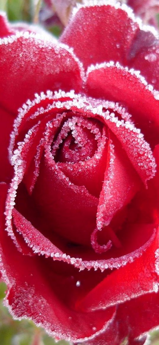 rose, red, frost, snow