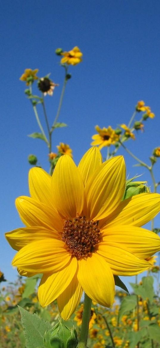 sunflowers, small, field, sky, close-up