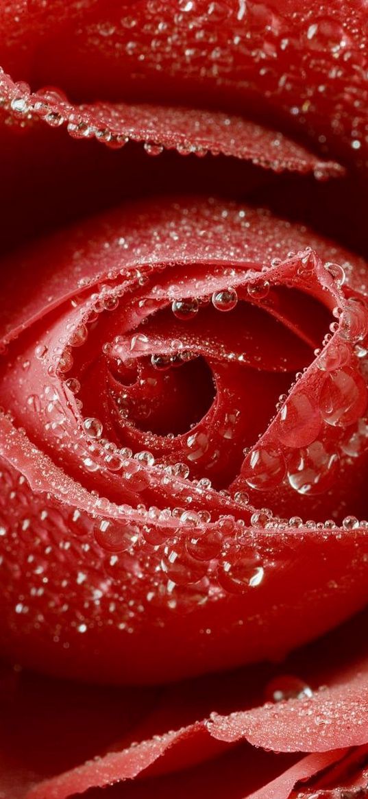 rose, red, drop, bud, macro