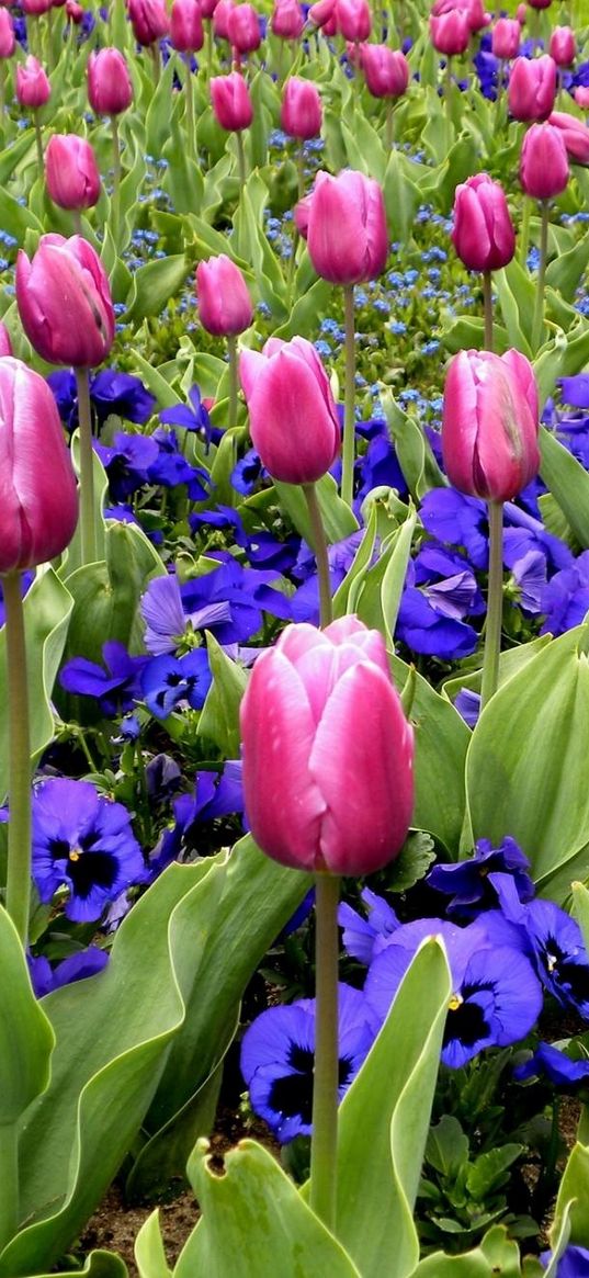 tulips, flowers, pansies, flowerbed, spring