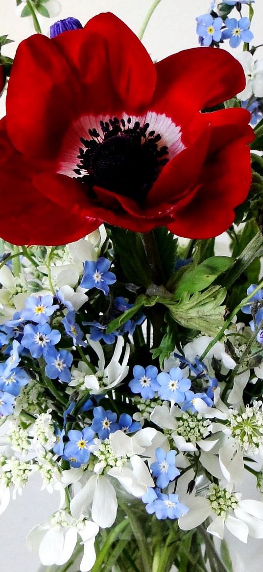 poppy, forget-me, cornflower, flowers, field, flower