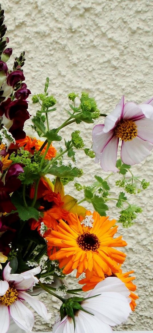 gerbera, flowers, different, poppy, flower, song