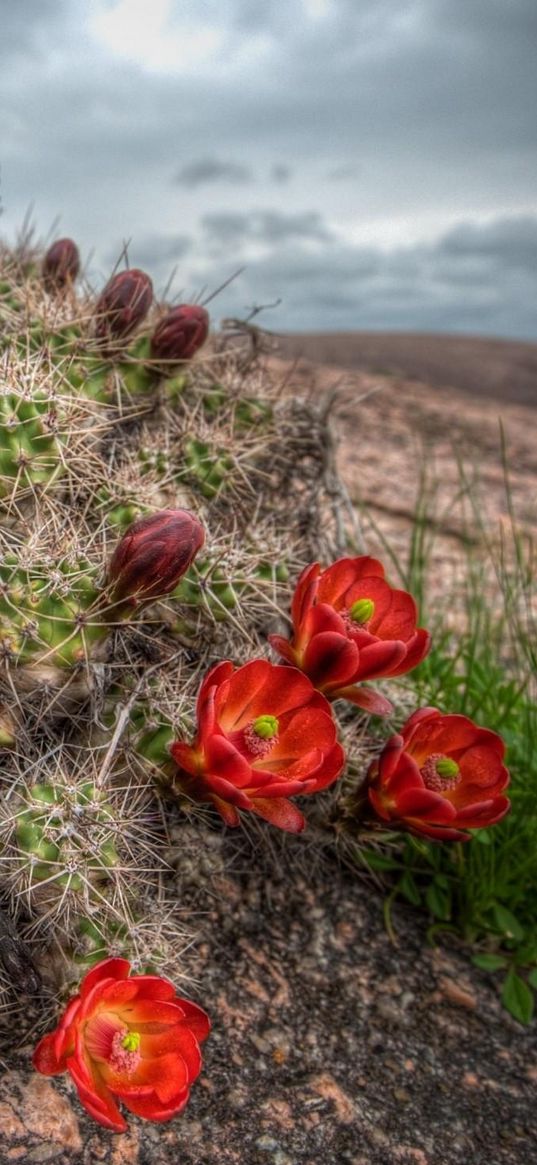 cactus, bloom, needles, sky, grass