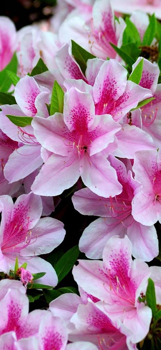 azalea, bloom, bright, two-color, close-up