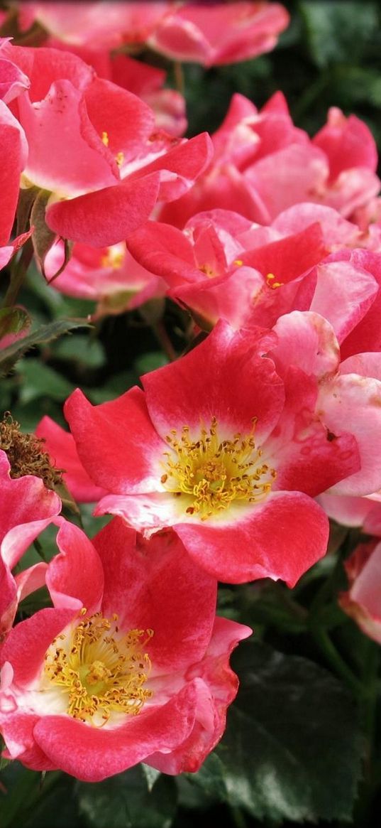 rose, shrub, flower, leaf