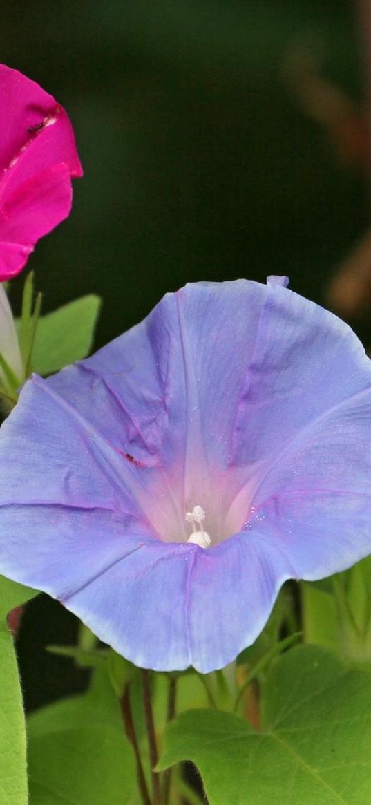 morning glory, flowers, bindweed, green, close-up