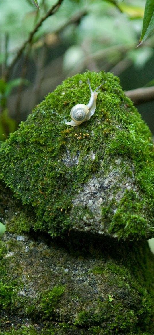 stones, moss, snails, grass, green