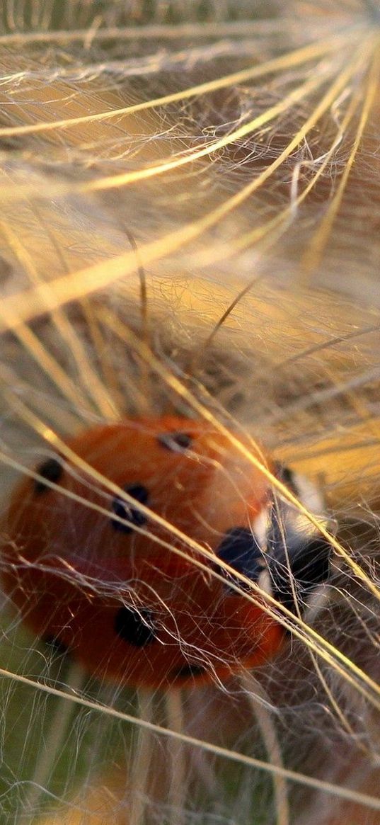 ladybug, spider webs, dandelion, light