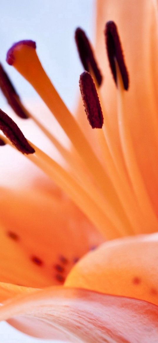 flower, orange, stamen, brown