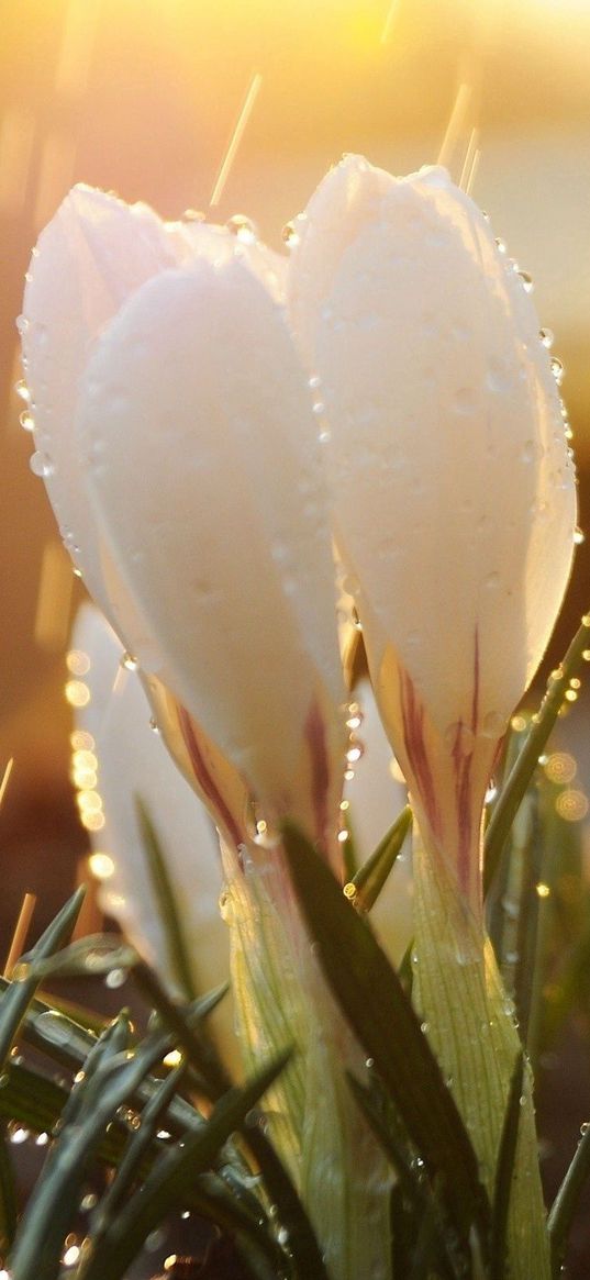 snowdrops, flowers, grass, drops, light, glare