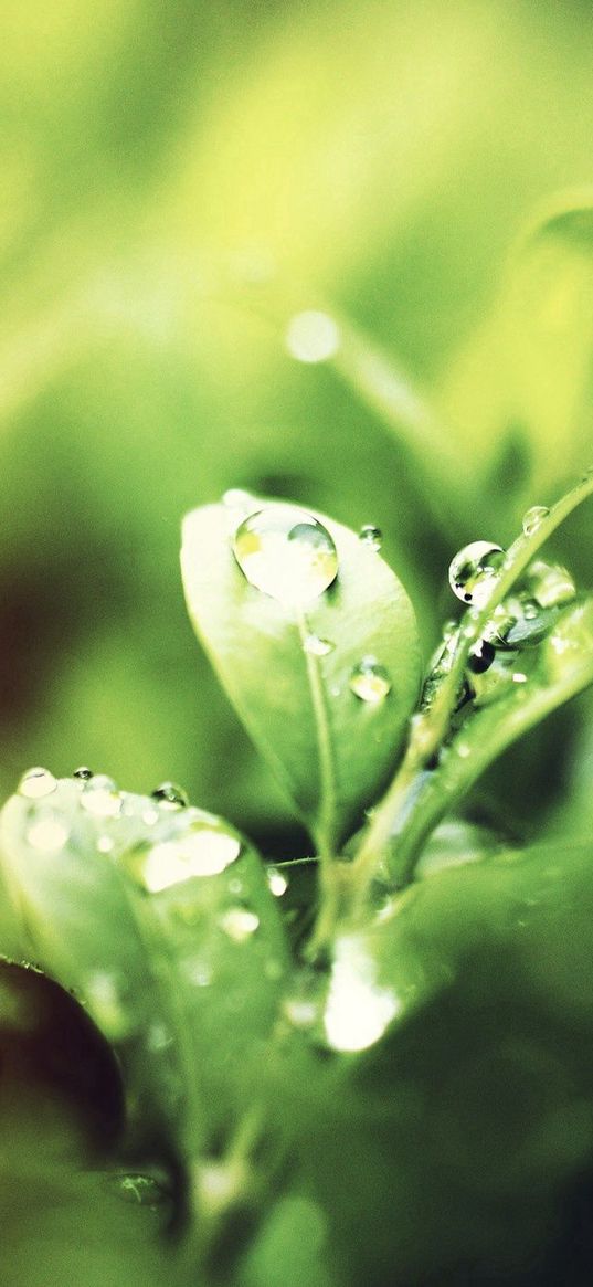 grass, drop, rain, light, glare, shadows