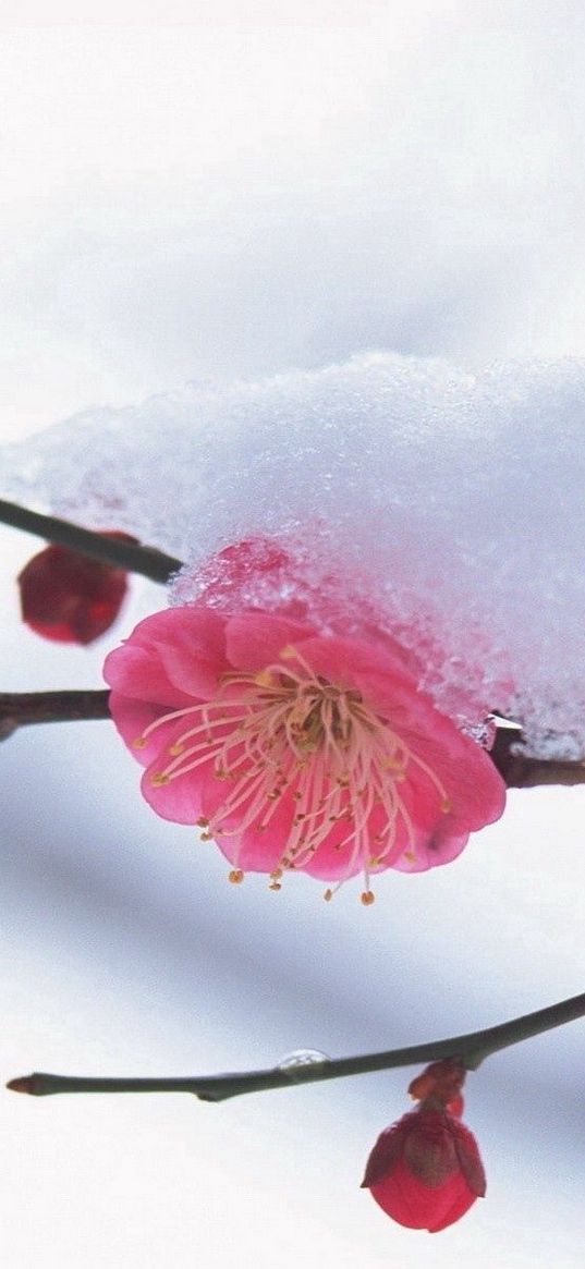 flower, plant, pink, snow, winter