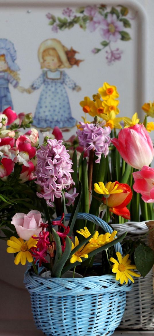 tulips, kalanchoe, daffodils, hyacinth, freesia, flowers, baskets, variety