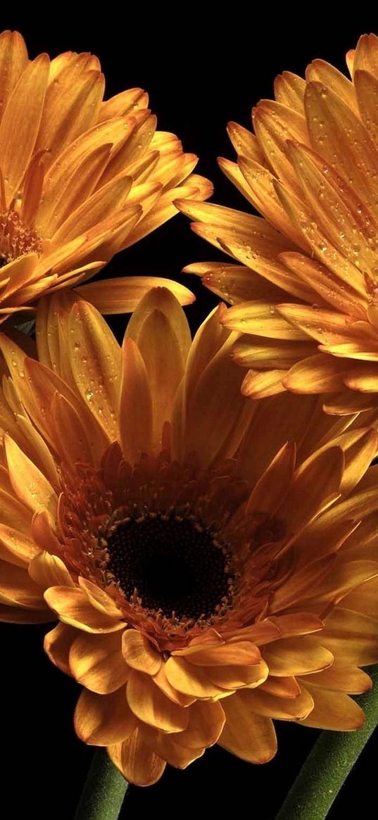 gerbera, flowers, three, drops, black background