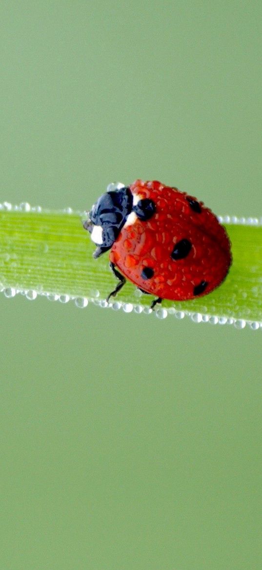 ladybird, grass, frost, stains