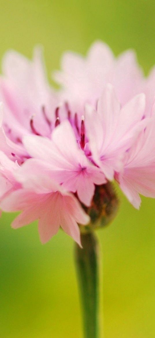 flower, pink, green, bright