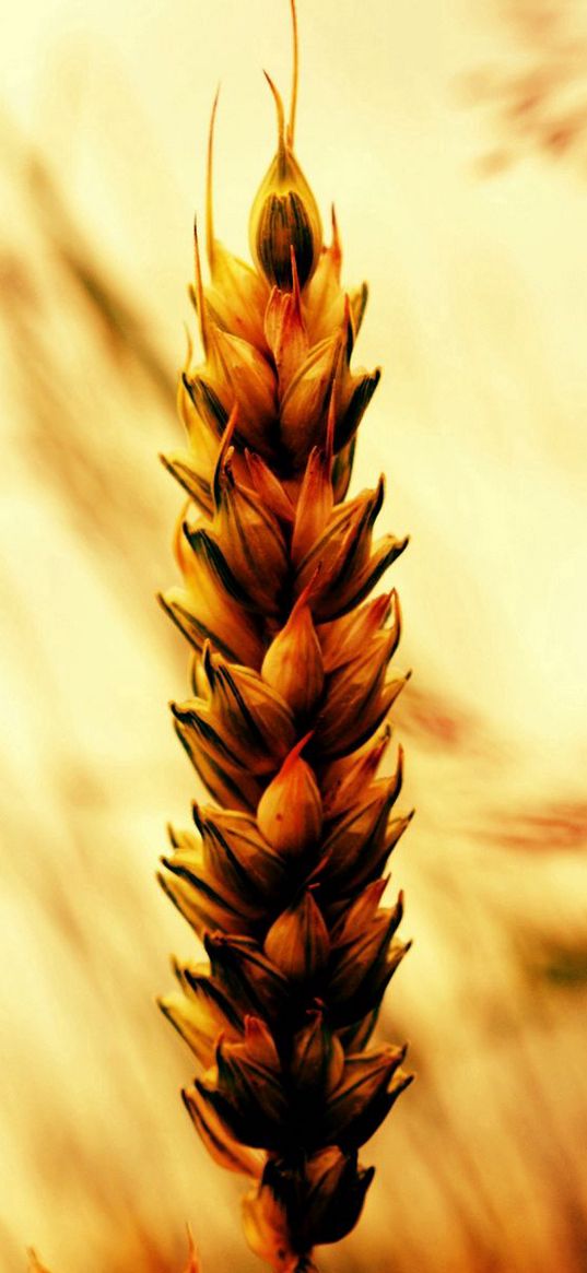 ear, grass, field, plant