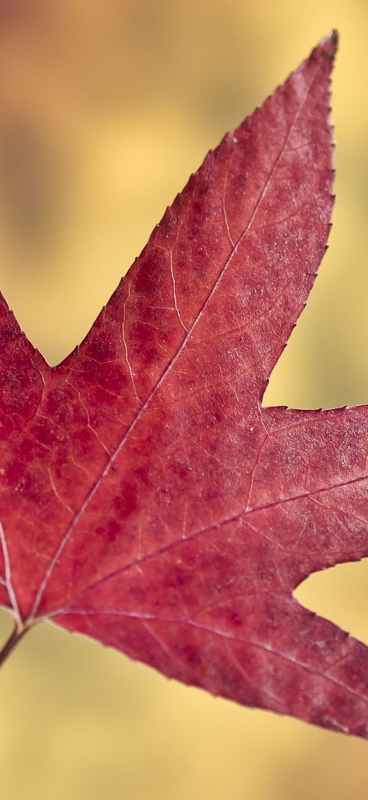 maple leaf, leaf, autumn, macro