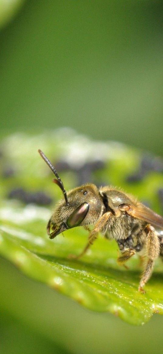 insect, grass, surface, sitting