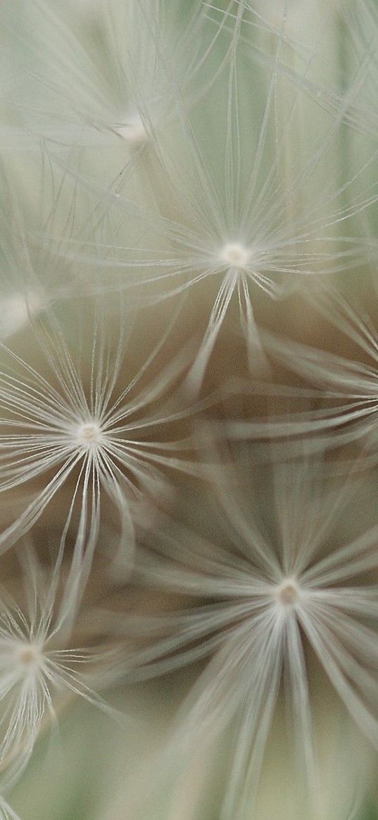 dandelion, plants, feathers, seeds