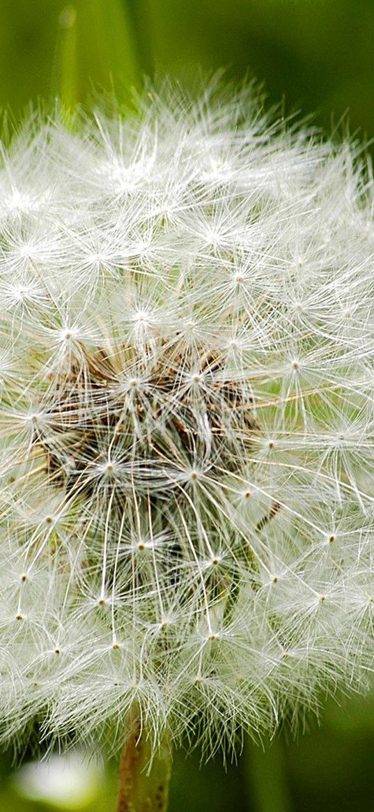 dandelion, grass, feathers, seeds