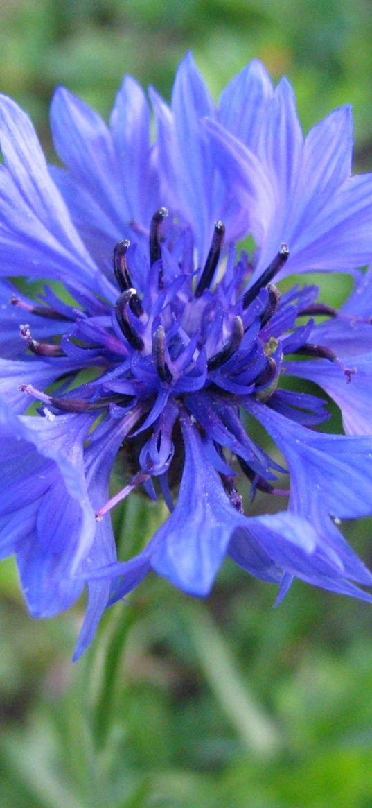 cornflower, flower, field, blue