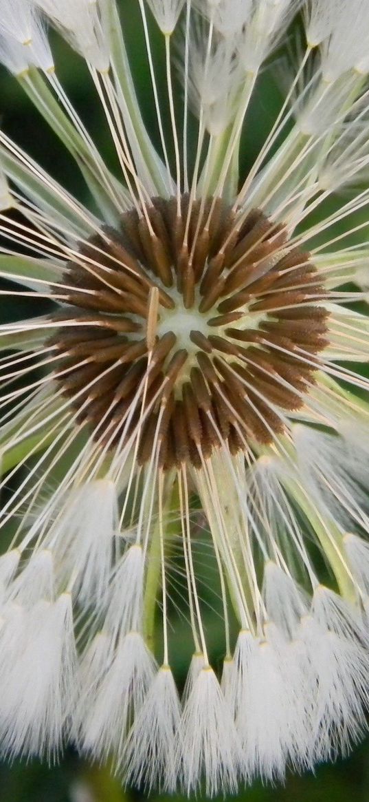 dandelion, grass, light, down