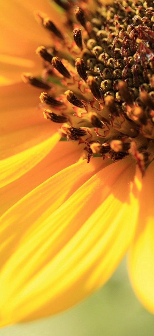 sunflower, petals, background, bright, light