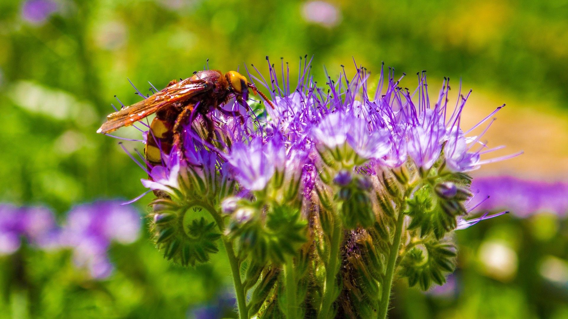 bee, flower, pollination, stem