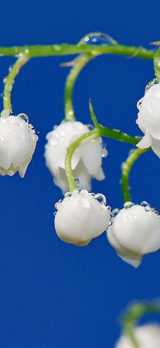 branch, bunch, flower, white lily, stalk, dew drops, spring, freshness