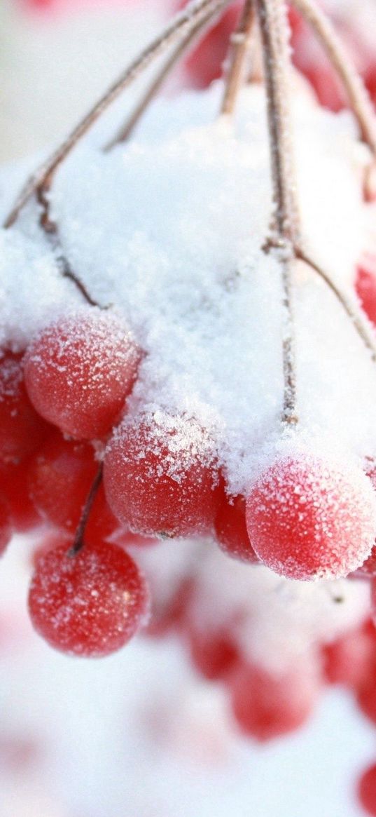 rowan, snow berry, winter, branch