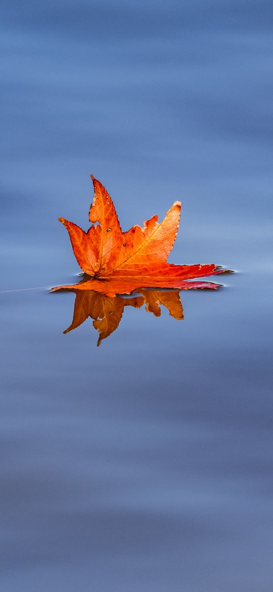 maple leaf, leaf, maple, water, autumn, minimalism