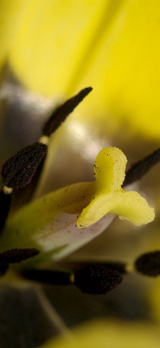 tulip, flower, petals, stamens