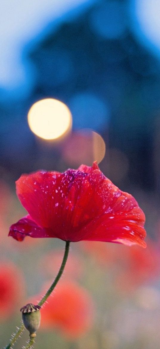 flower, poppy seeds, plant, macro, glare