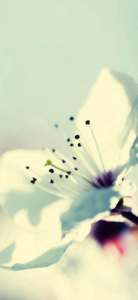 flower, blossom, branch, stamens, plant