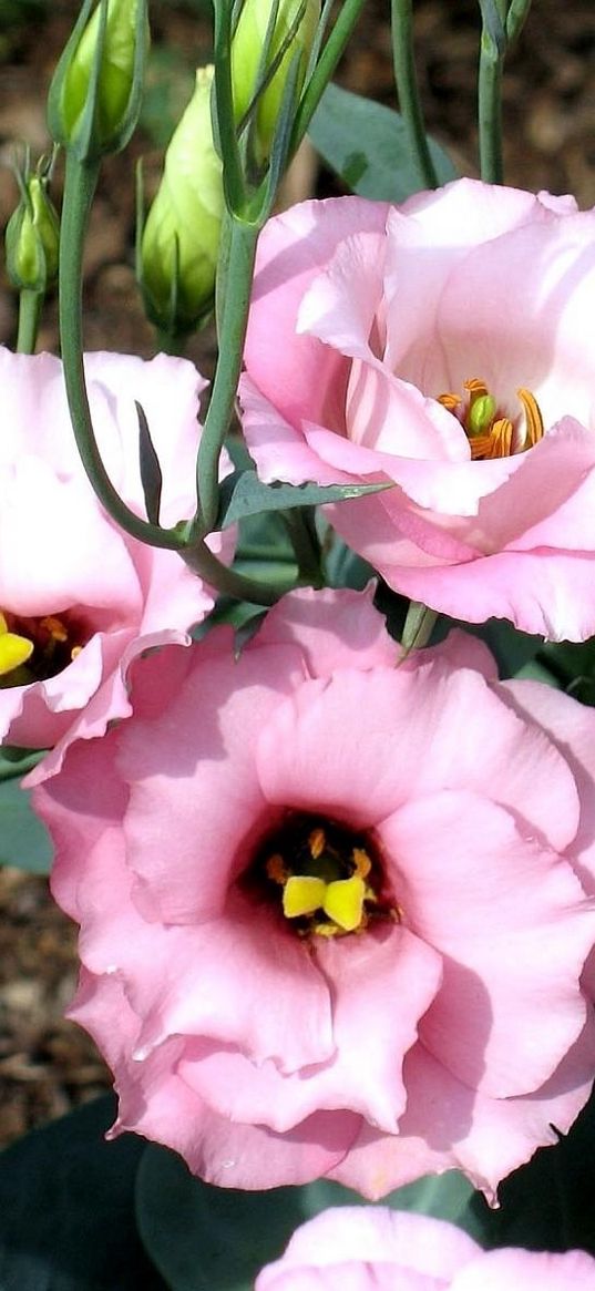 lisianthus russell, flowers, flowing, buds, flowerbed