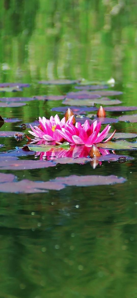 water lilies, water, herbs, leaves, surface, pond