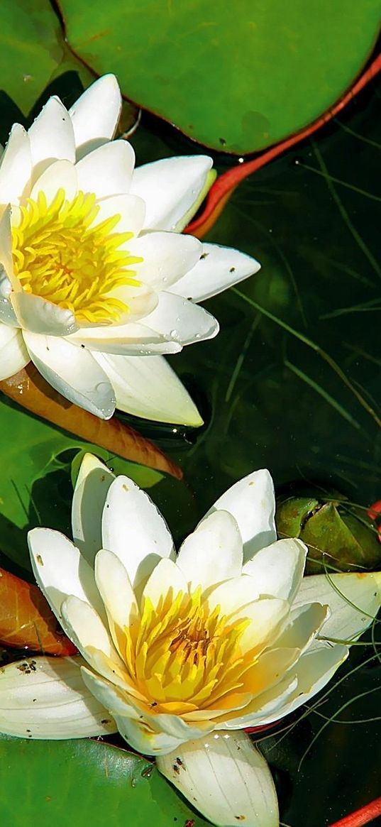 water lilies, pair, white, water, herbs, leaves