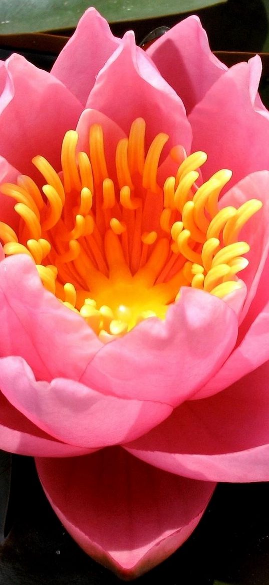 lily, rose, leaves, water, pond, close-up