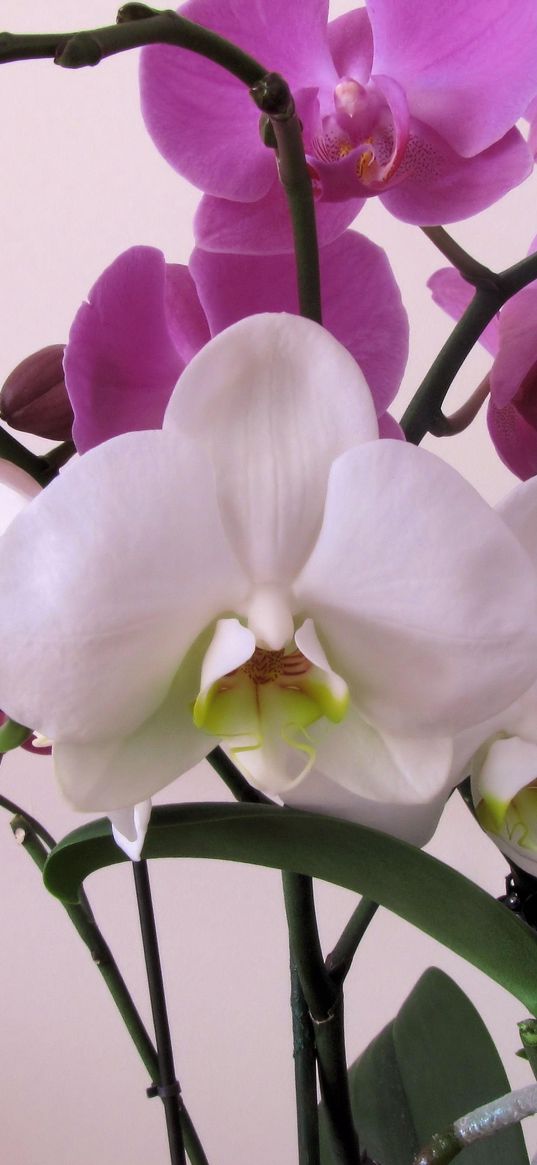 orchid, flower, branch, close-up