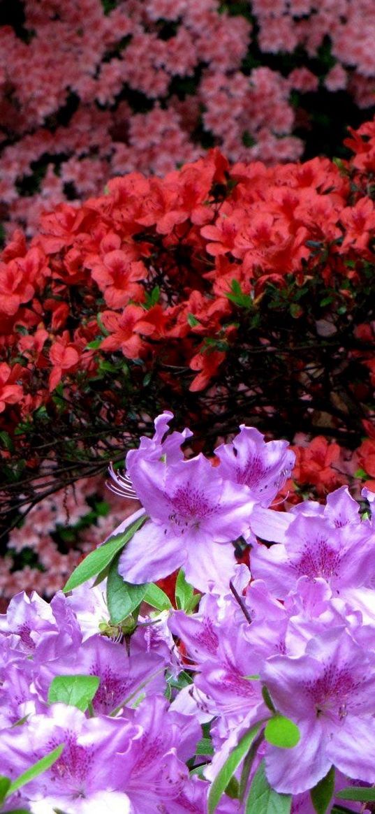 azaleas, flowering, colorful, bright