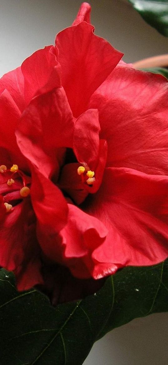 hibiscus, blooms, pot, leaves, herbs