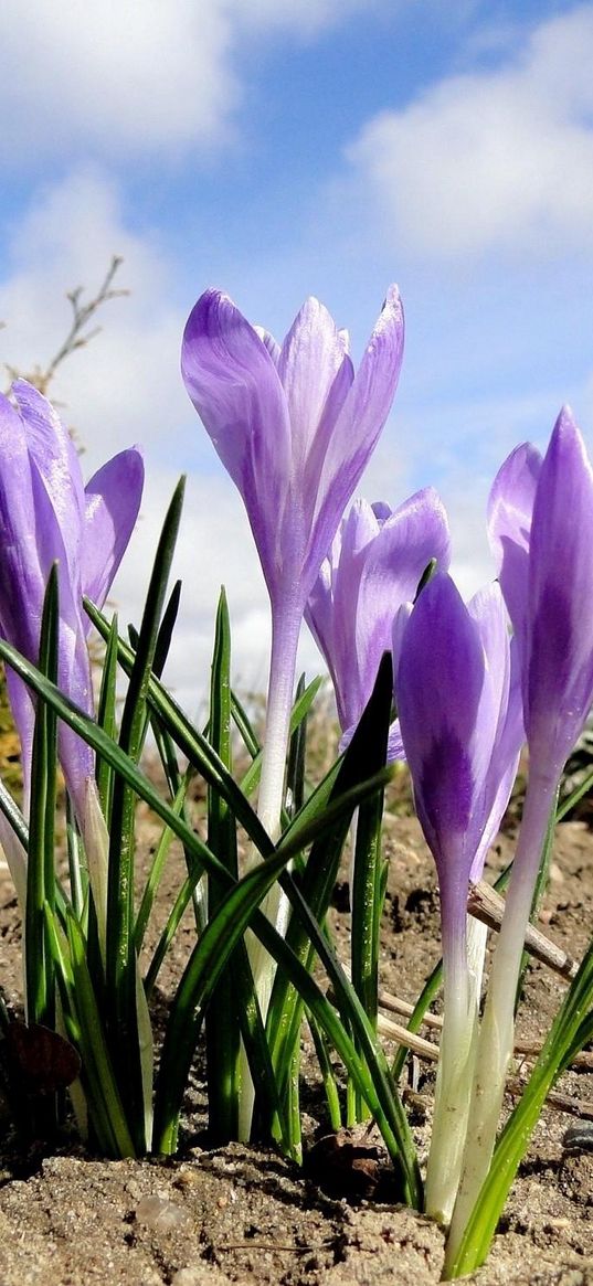 crocuses, flowers, spring, ground, sky, clouds