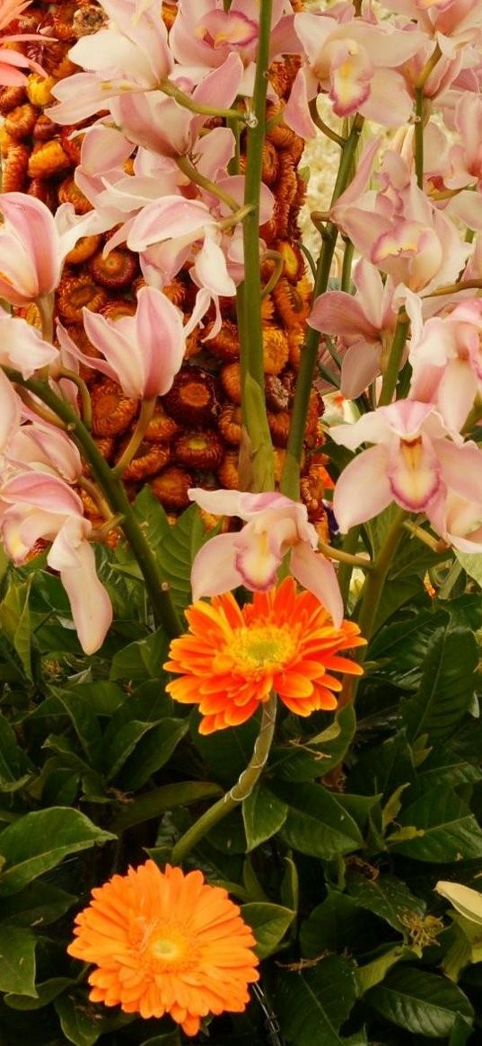 orchid, gerbera, flower, flowerbed, beautiful, song