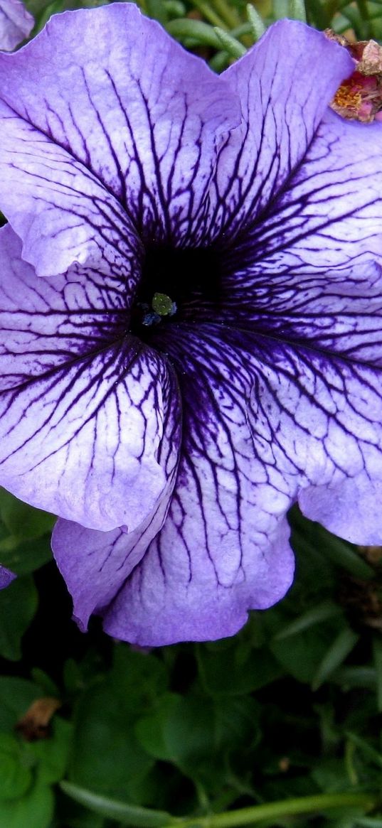 petunias, flower, flowerbed, bright, colorful